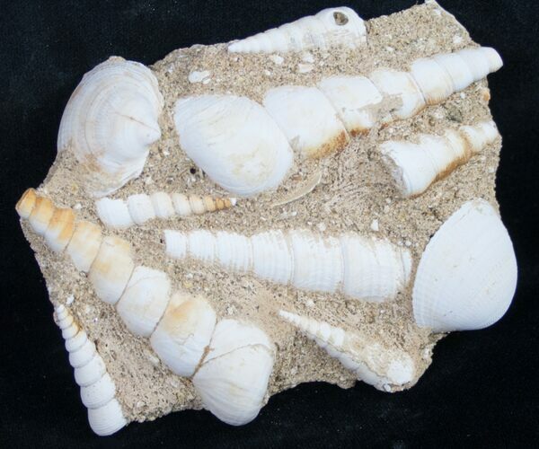 Large Fossil Turritella (Gastropod) From France #8810